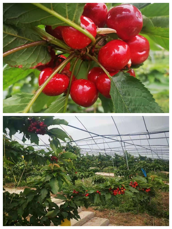 ppl aʤjXXؿľnߵۤOmܽdIس]